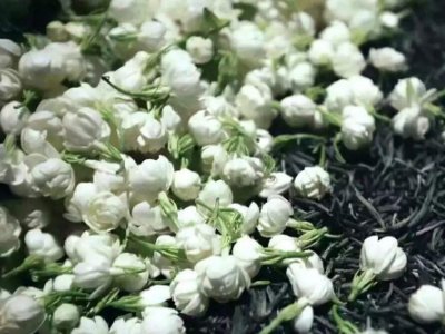 喝茶治口臭嗎，什么茶治口臭好？