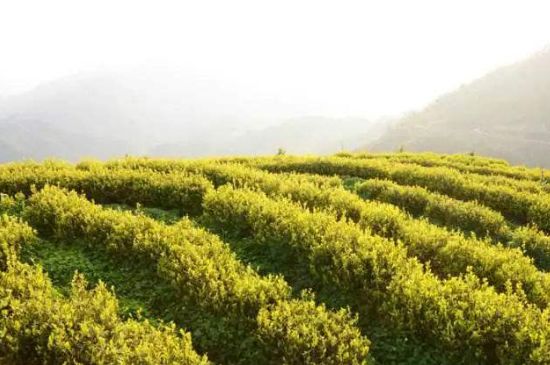 黃金茶的功效及禁忌癥，黃金茶有什么副作用嗎？