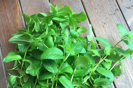 薄荷茶的功效與作用，喝薄荷茶有什么好處？