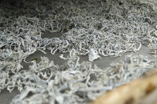 麗江雪茶的功效與作用，白雪茶有什么功效和作用