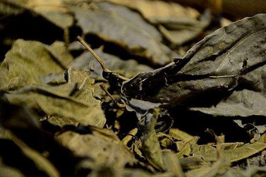 鷓鴣茶什么人不適合喝，鷓鴣茶的禁忌人群