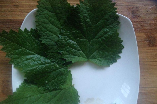 薄荷茶的功效與作用，喝薄荷茶有什么好處？