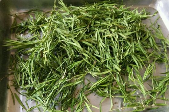 哪類人不適合喝石竹茶，石竹茶的功效與禁忌