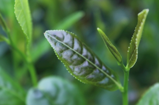 綠茶第一泡要倒掉嗎，為什么綠茶第一泡不喝？