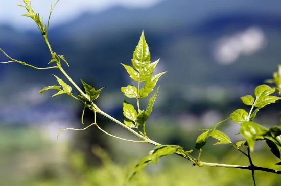 莓茶為什么先苦后甜回甘，莓茶口感怎么樣？