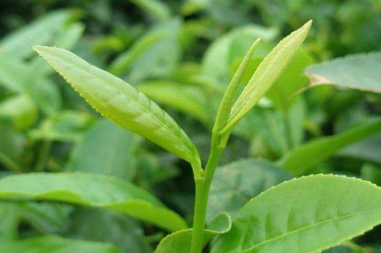 最耐泡的茶葉排名，什么茶葉經(jīng)久耐泡？