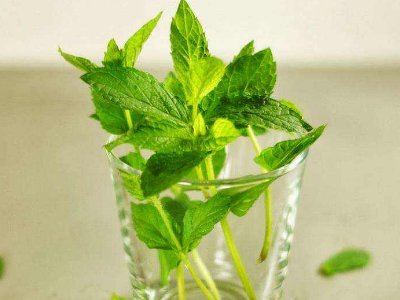 喝茶治口臭嗎，什么茶治口臭好？