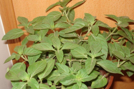 薄荷茶的功效與作用，喝薄荷茶有什么好處？