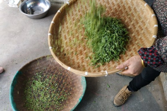 炒青茶為什么便宜，炒青綠茶好喝嗎？