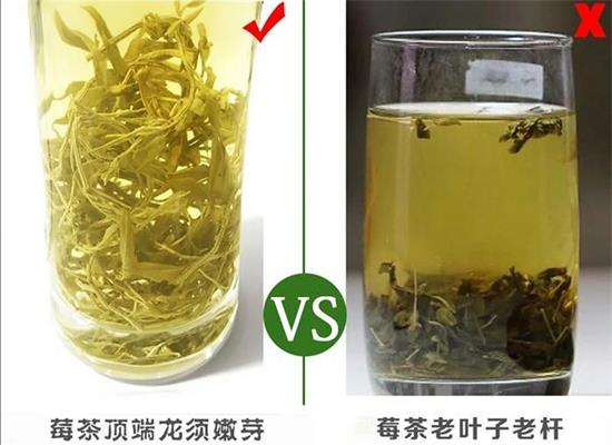 張家界茅巖莓茶與藤茶是同一種茶嗎，藤茶跟莓茶一不一樣？