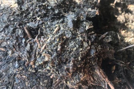 茯茶可以放在冰箱里存放嗎，茯磚茶如何儲存？