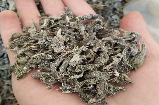 張家界莓茶真假對比，野生莓茶的鑒別方法