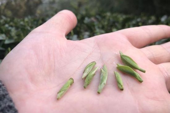春茶季怎么辨別白毫銀針的好壞，好的白毫銀針如何選購？