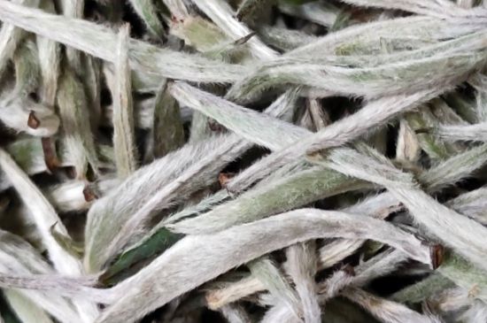 春茶上市白茶的好壞怎么區(qū)分，春白茶怎么分辨好不好？