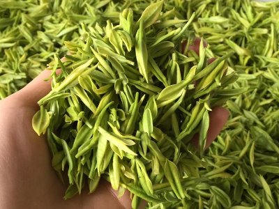 白茶品質如何區(qū)分，白茶的優(yōu)劣質量辨別方法