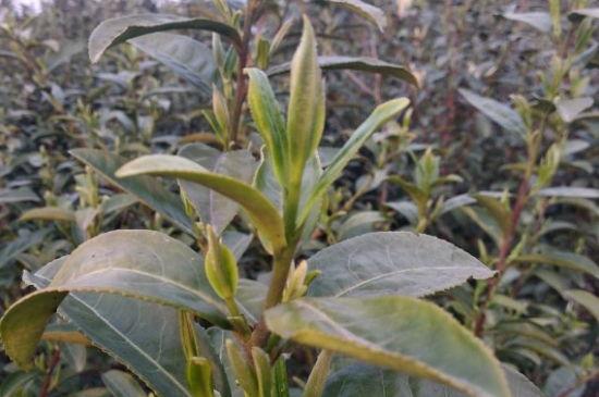 家庭如何保存碧螺春茶葉，蘇州洞庭碧螺春綠茶怎么保存？