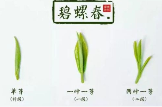 真假碧螺春泡水后區(qū)別，蘇州洞庭碧螺春怎樣鑒別好壞？