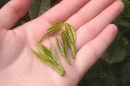 炒青茶為什么便宜，炒青綠茶好喝嗎？