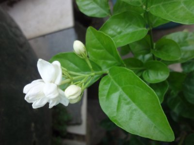 茉莉和什么一起泡最好，茉莉茶有幾種搭配？