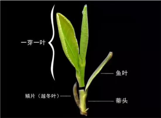 摘茶葉最快的方法，采摘茶葉怎么才能快？