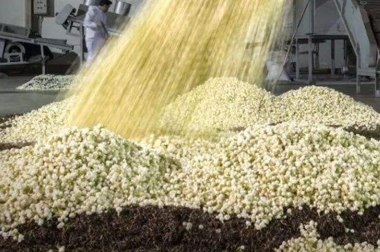 茉莉龍珠怎么做的，茉莉龍珠的制作工藝