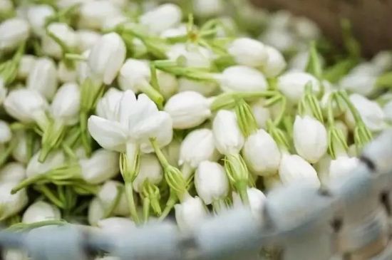 十大排毒養(yǎng)顏花茶，喝什么花茶排毒養(yǎng)顏