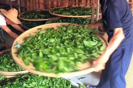 武夷巖茶的初制、精制加工工藝詳細(xì)講解