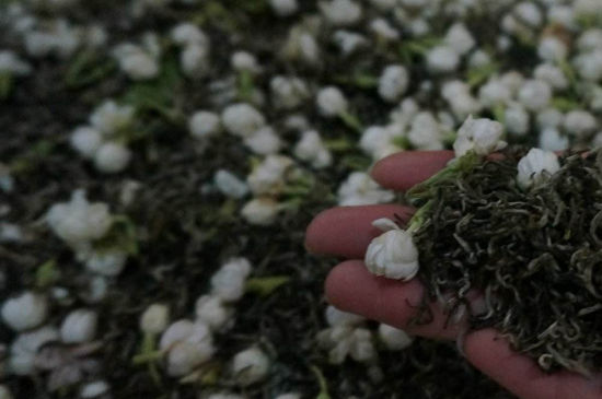 茉莉茶的種類和等級(jí)，茉莉花茶的分類