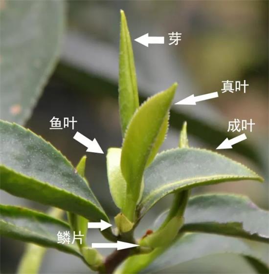 摘茶葉最快的方法，采摘茶葉怎么才能快？