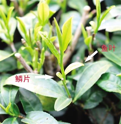 摘茶葉最快的方法，采摘茶葉怎么才能快？