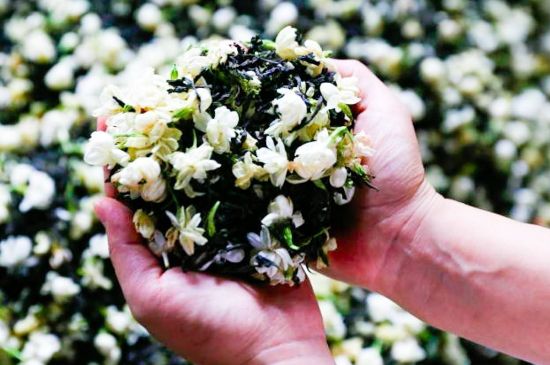 茉莉花和什么在一起喝好，茉莉花喝什么茶搭配？