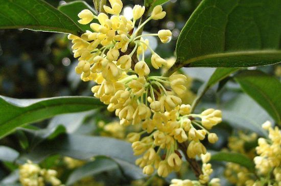 干桂花茶的制作方法，怎樣自制桂花茶？