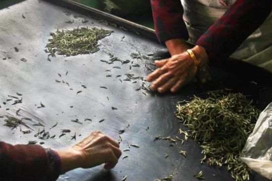 武夷巖茶的初制、精制加工工藝詳細(xì)講解
