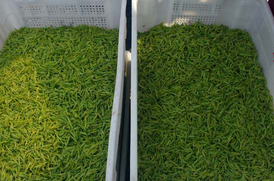 什么茶葉適合用蒸茶器，什么茶可以蒸