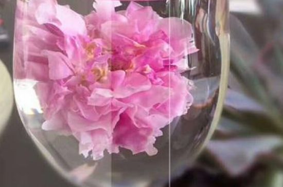 干玫瑰花泡水放幾顆，玫瑰花泡水一次放幾朵？