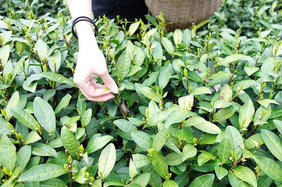 采茶的方法與步驟，如何正確采摘茶葉？