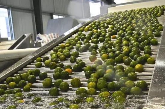 家庭自制柑普茶方法，小青柑制作9個(gè)步驟竅門（圖片）