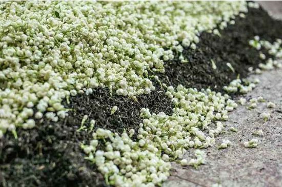 茉莉茶葉的功效與禁忌，什么人不適合喝茉莉花茶？