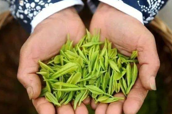 摘茶葉最快的方法，采摘茶葉怎么才能快？