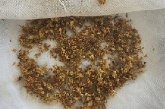 干桂花茶的制作方法，怎樣自制桂花茶？