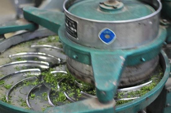 武夷巖茶的初制、精制加工工藝詳細(xì)講解