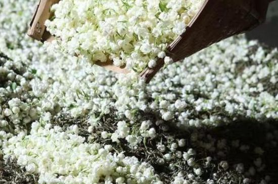 茉莉茶葉的功效與禁忌，什么人不適合喝茉莉花茶？