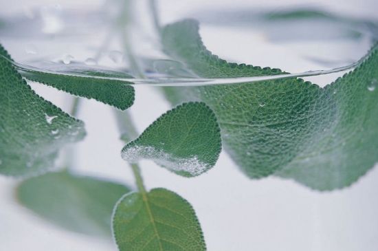 薄荷葉茶怎么制作，薄荷如何做成干茶葉