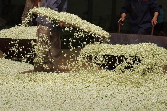 茉莉龍珠怎么做的，茉莉龍珠的制作工藝