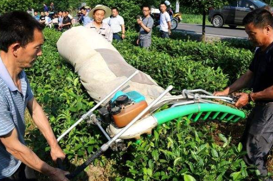 采茶的方法與步驟，如何正確采摘茶葉？