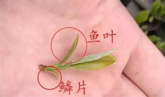 摘茶葉最快的方法，采摘茶葉怎么才能快？