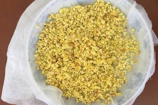 干桂花茶的制作方法，怎樣自制桂花茶？