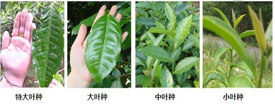 摘茶葉最快的方法，采摘茶葉怎么才能快？