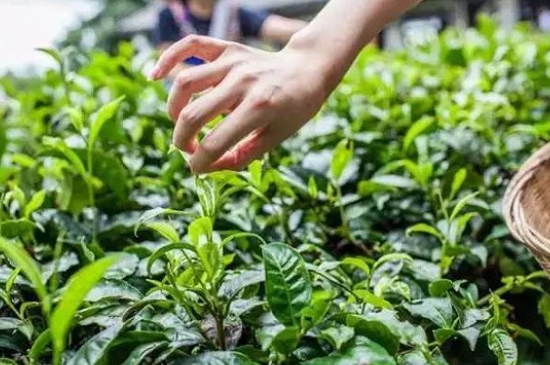 綠茶加工工藝流程圖，綠茶的加工制作包含哪幾個步驟？