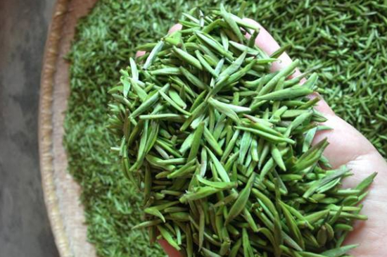 采茶的方法與步驟，如何正確采摘茶葉？